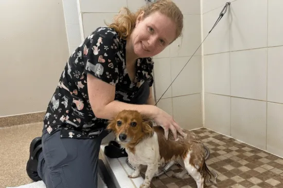 A veterinary technician grooming a small brown-and-white dog at Brawley Animal Hospital.