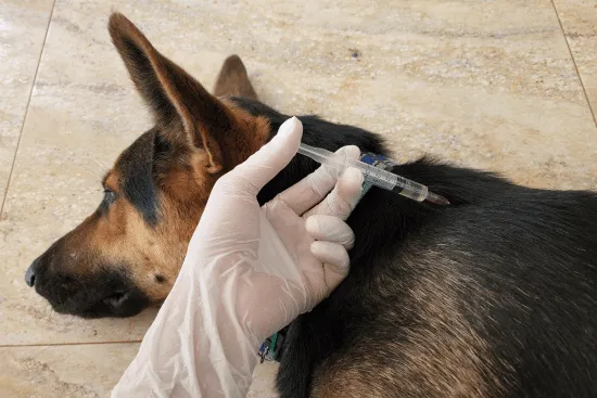 A tabby cat receiving a vaccination during veterinary care at Brawley Animal Hospital.